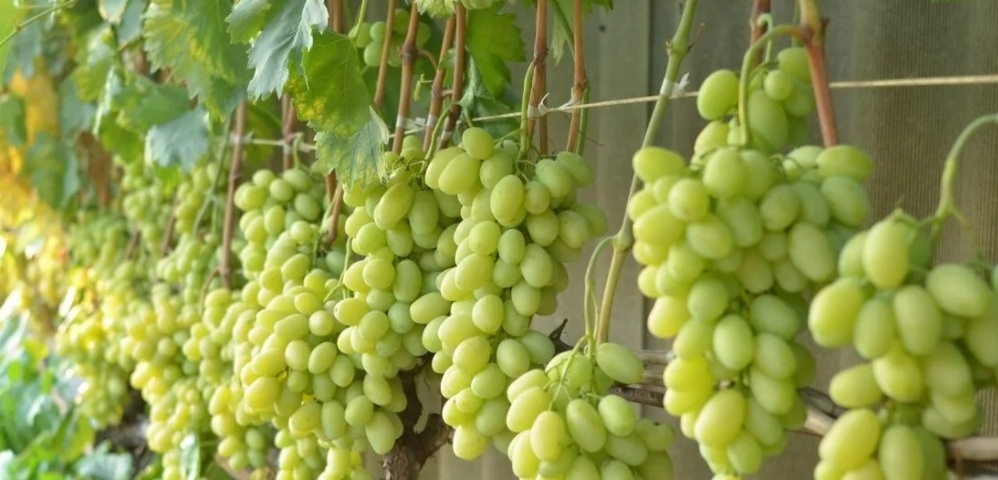 Как подобрать проволоку для шпалеры винограда 02