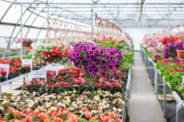 большое разнообразие растений для сада