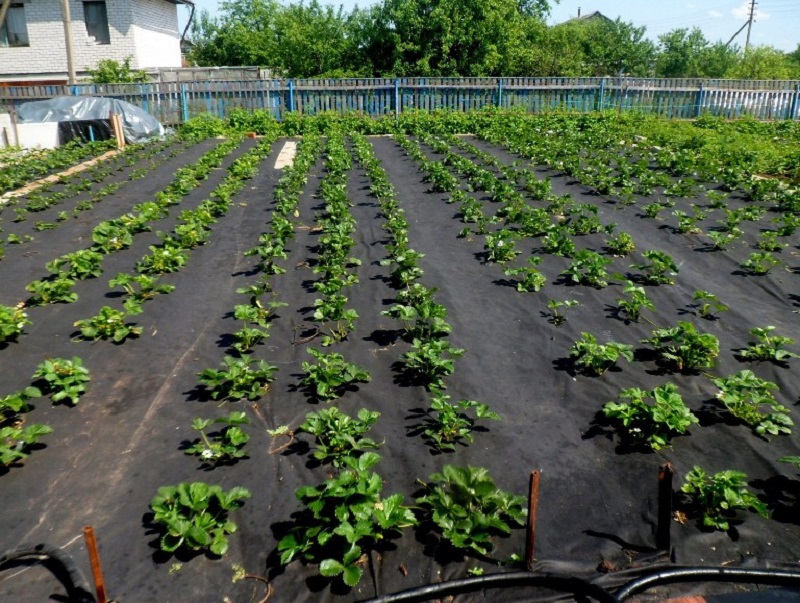 Как выбрать качественное агроволокно? 01 Как выбрать качественное агроволокно? 01