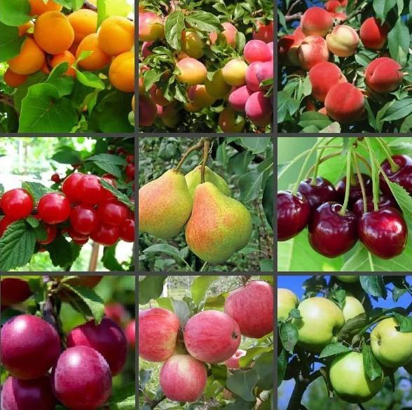 Преимущества покупки растений в питомники