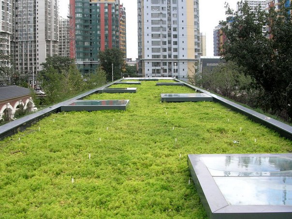 Как озеленить крышу самостоятельно