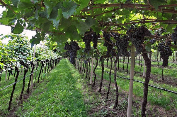 Как подобрать проволоку для шпалеры винограда | Зелёный сад