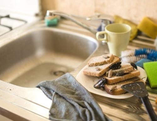 Как тараканы размножаются. Как размножаются тараканы? 22