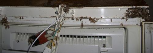 Как тараканы размножаются. Как размножаются тараканы? 19