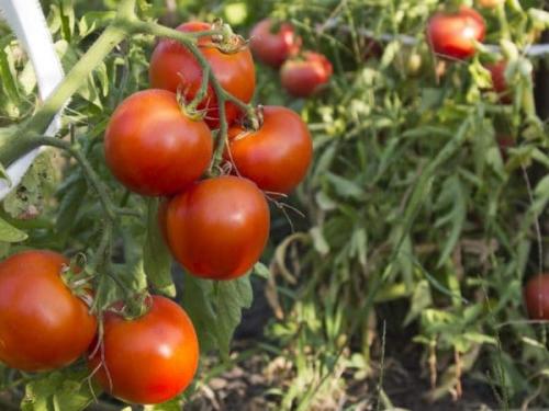 Лучшие сорта помидоров для теплиц из поликарбоната в подмосковье. Популярные и высокоурожайные сорта тепличных помидор для Подмосковья