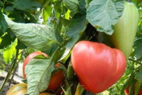 Лучшие сорта помидоров для теплиц из поликарбоната в подмосковье. Популярные и высокоурожайные сорта тепличных помидор для Подмосковья