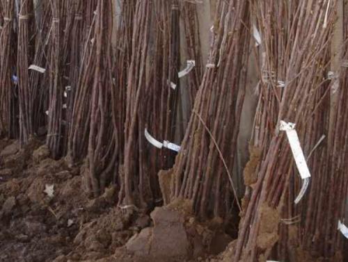 До какого числа можно сажать деревья осенью. Какие деревья и кустарники лучше сажать осенью и почему? 04