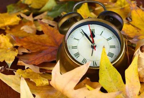 До какого числа можно сажать деревья осенью. Какие деревья и кустарники лучше сажать осенью и почему? 03