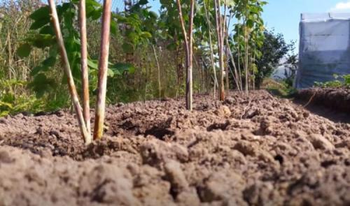 Нужно ли поливать малину осенью. Обрезка малины осенью 05