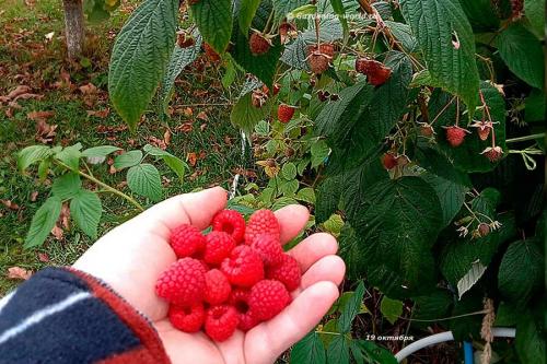 Как обрезать ремонтантную малину осенью, чтобы был хороший урожай. Как обрезать ремонтантную малину, первый способ