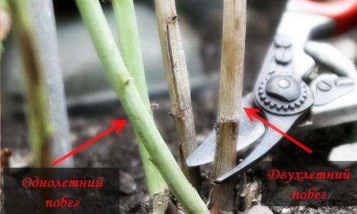 Нужно ли поливать малину осенью. Обрезка малины осенью