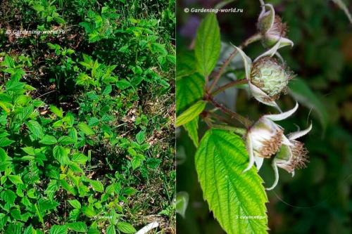 Как обрезать ремонтантную малину осенью, чтобы был хороший урожай. Как обрезать ремонтантную малину, первый способ