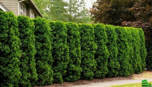 Зеленый забор живая изгородь. Из каких растений лучше сделать живую изгородь