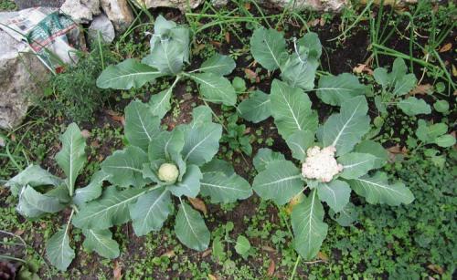 Что вкуснее брокколи или цветная капуста. Знакомимся с родственниками огородной капусты