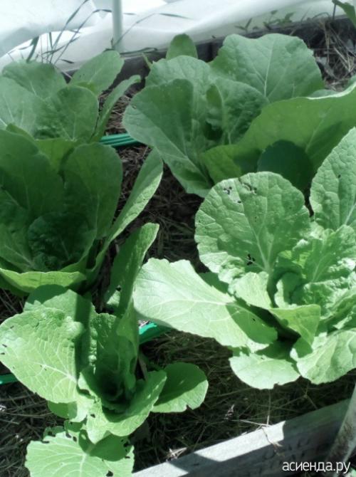 Можно ли замораживать японскую капусту. Моя капуста иностранка