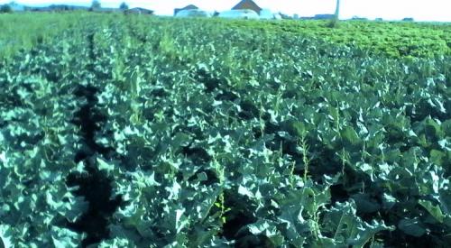 Что вкуснее брокколи или цветная капуста. Знакомимся с родственниками огородной капусты