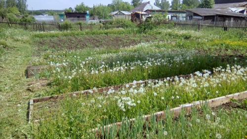 Сорт картофеля Гала — особенности выращивания