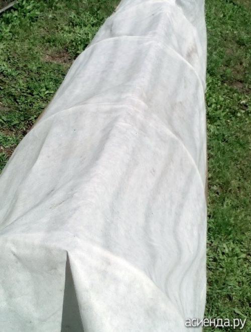 Можно ли замораживать японскую капусту. Моя капуста иностранка