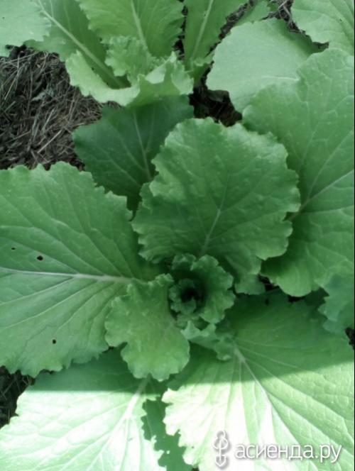 Можно ли замораживать японскую капусту. Моя капуста иностранка