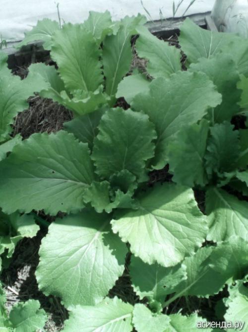 Можно ли замораживать японскую капусту. Моя капуста иностранка