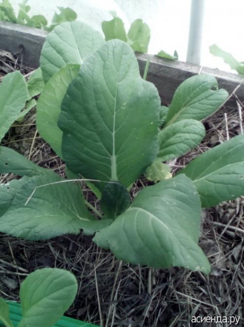 Можно ли замораживать японскую капусту. Моя капуста иностранка