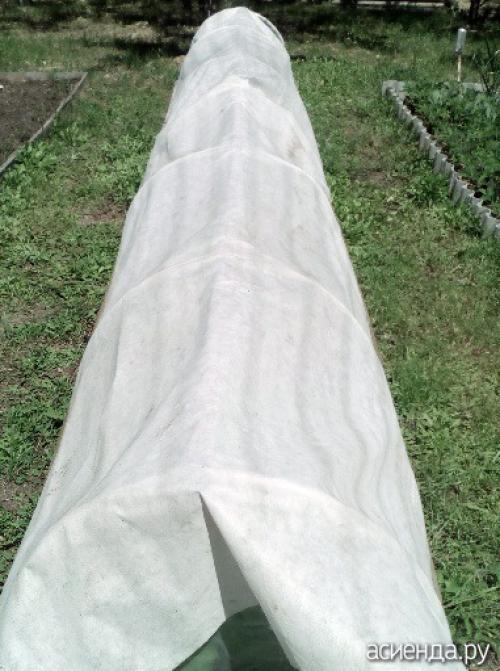 Можно ли замораживать японскую капусту. Моя капуста иностранка