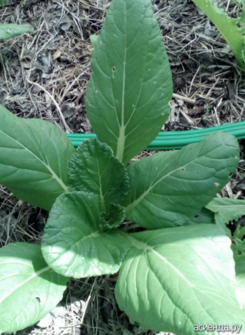 Можно ли замораживать японскую капусту. Моя капуста иностранка