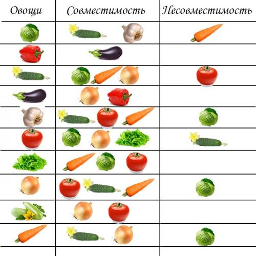 Посадка в теплице разных культур. Нюансы одновременной посадки разных культур под одной крышей