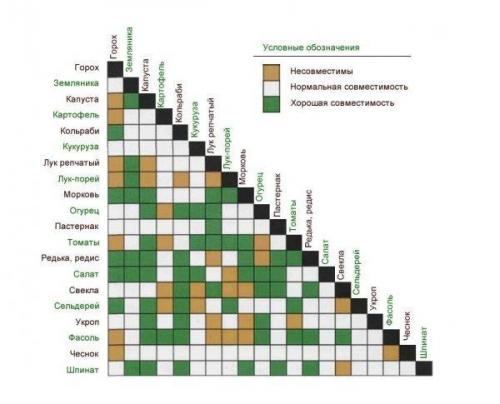 Что можно посадить в теплице 3 н.  Какие культуры можно выращивать вместе?