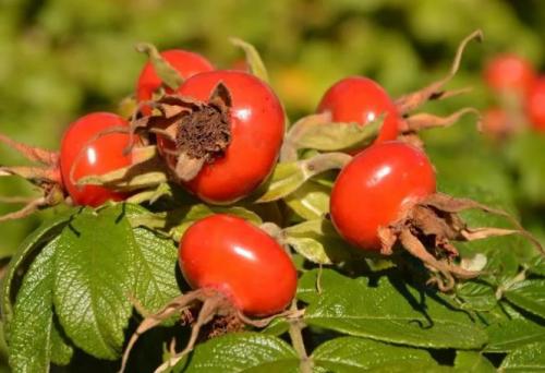 Как хранить шиповник. Как сохранить шиповник на зиму в домашних условиях