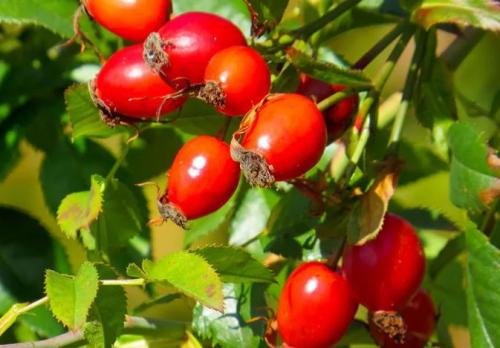 Как хранить шиповник. Как сохранить шиповник на зиму в домашних условиях