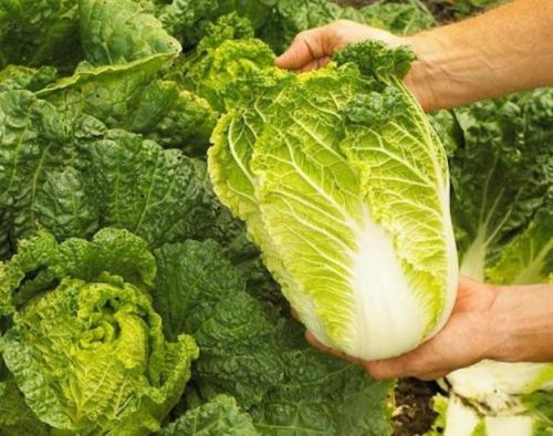 Когда осенью убирать пекинскую капусту. Подробней о пекинской капусте