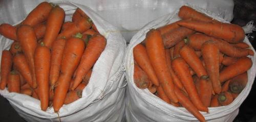 Как сохранить морковь без погреба. Лучшее хранение моркови на зиму без погреба, длительно
