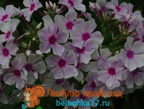 Когда сажать флоксы многолетние. Сорта многолетних флоксов с фото