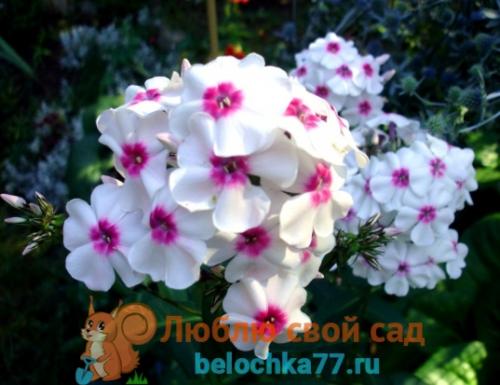 Когда сажать флоксы многолетние. Сорта многолетних флоксов с фото