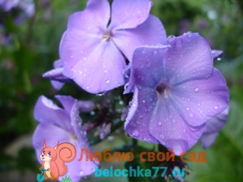 Когда сажать флоксы многолетние. Сорта многолетних флоксов с фото