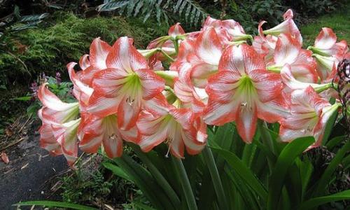 Амариллис садовый когда цветет. Веселый Урожайник выращивание и уход