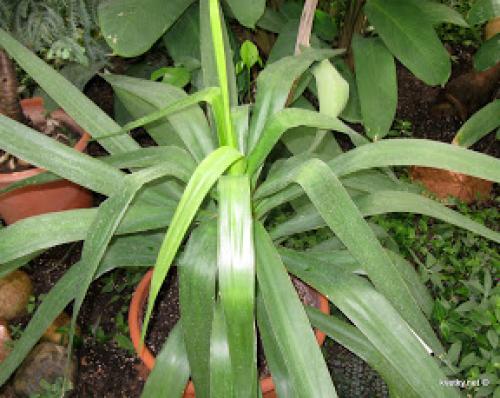 Белые червячки на драцене. Драцена, ответы на вопросы. Часть 2