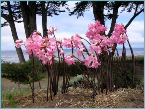 Когда цветут садовые амариллисы. Амариллис садовый многолетний: посадка, выращивание и уход