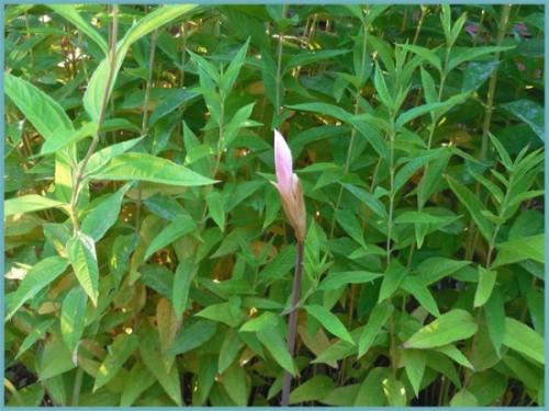 Когда цветут садовые амариллисы. Амариллис садовый многолетний: посадка, выращивание и уход