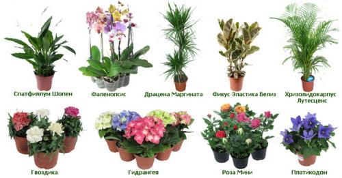 Распространенные Комнатные Растения Фото И Названия