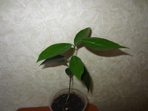 Апельсин Кара-кара. Апельсин Кара-кара (Cara Cara navel)