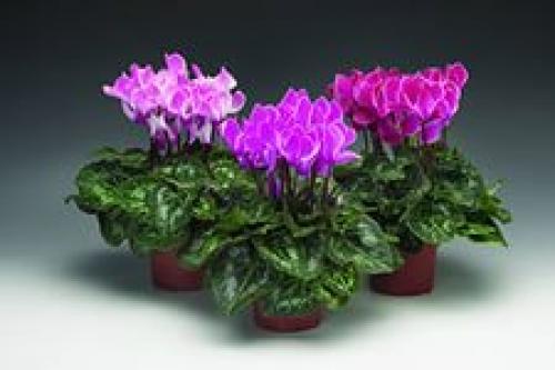 Цикламен персидский и Европейский отличия. Чем отличаются персидский и европейский цикламены?