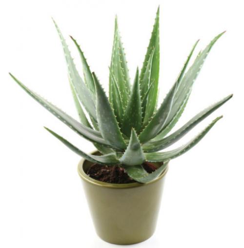 Алоэ пятнистое лечебные свойства. Полезные свойства культуры