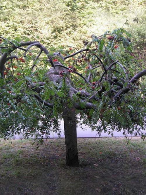 Декоративное садоводство и ландшафтный дизайн, что это. Как сделать декоративный сад своими руками