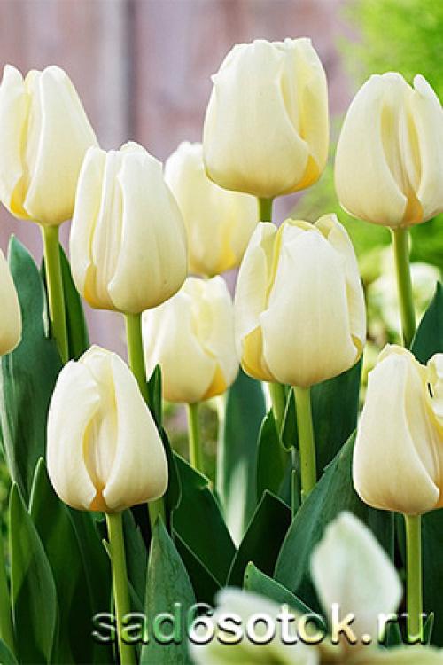 Поздние махровые тюльпаны. Триумф