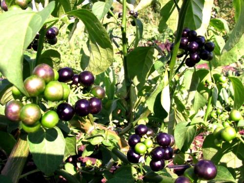 Санберри при диабете. Что за ягода санберри?