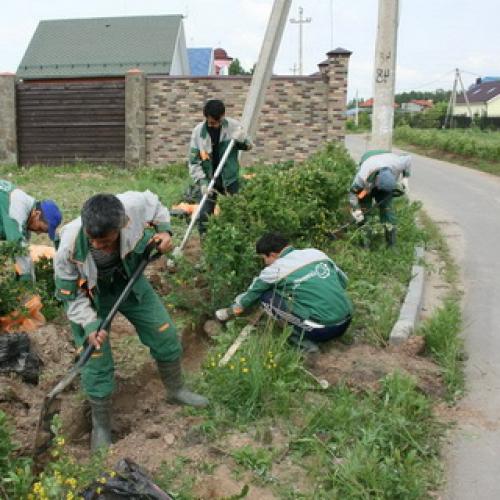 Как правильно сажать живую изгородь: правила, технология и схема посадки