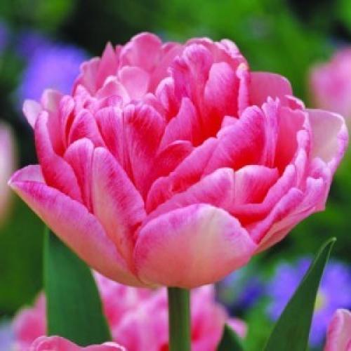 Тюльпан махровый поздний Анжелика. Тюльпан «Анжелика». Описание сорта