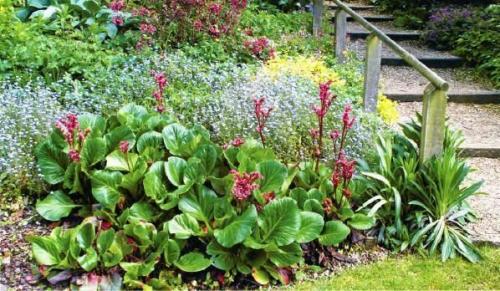 Баданы в ландшафтном дизайне. Применение в ландшафтном дизайне